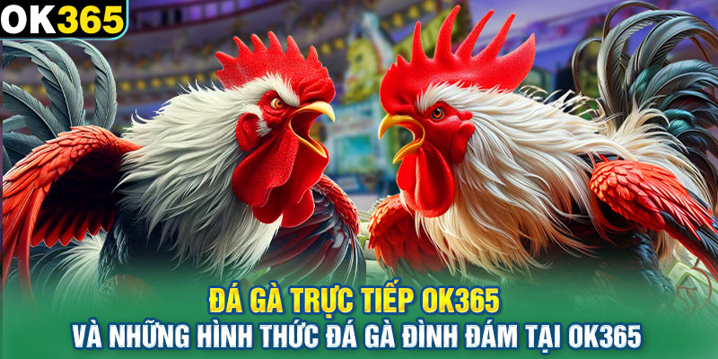 Đá gà trực tiếp và những hình thức đá gà đình đám tại OK365