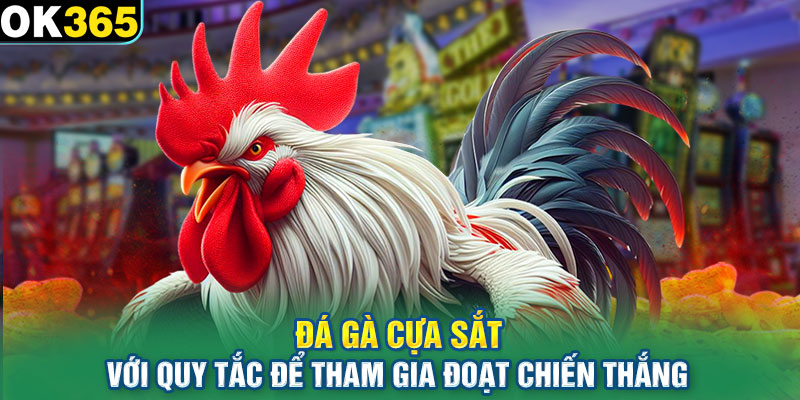 Đá gà cựa sắt với quy tắc để tham gia đoạt chiến thắng